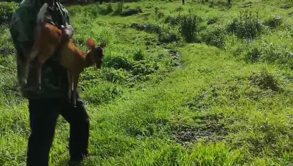 一头像鹿又像小马的动物冲进派出所