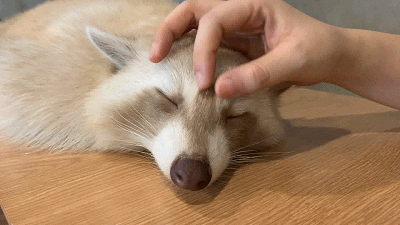 快来撸我呀!浣熊咖啡馆里激萌小浣熊亲亲抱抱求撸毛