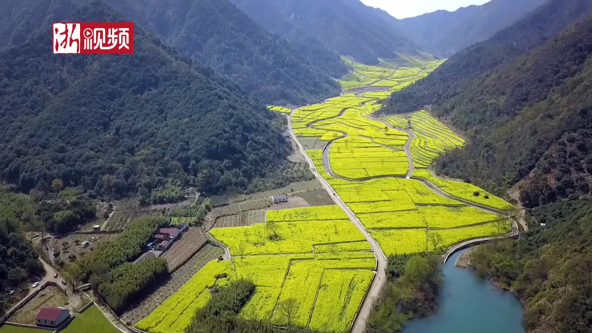 奉化區西塢水庫源頭八百畝油菜花盛開