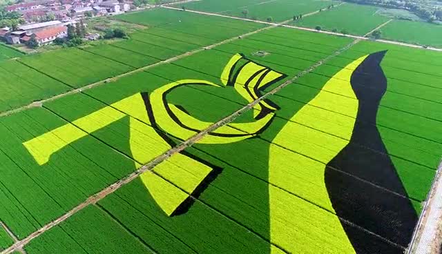 农田化身绣花布 宁波彩色稻田巨幅画献礼国庆
