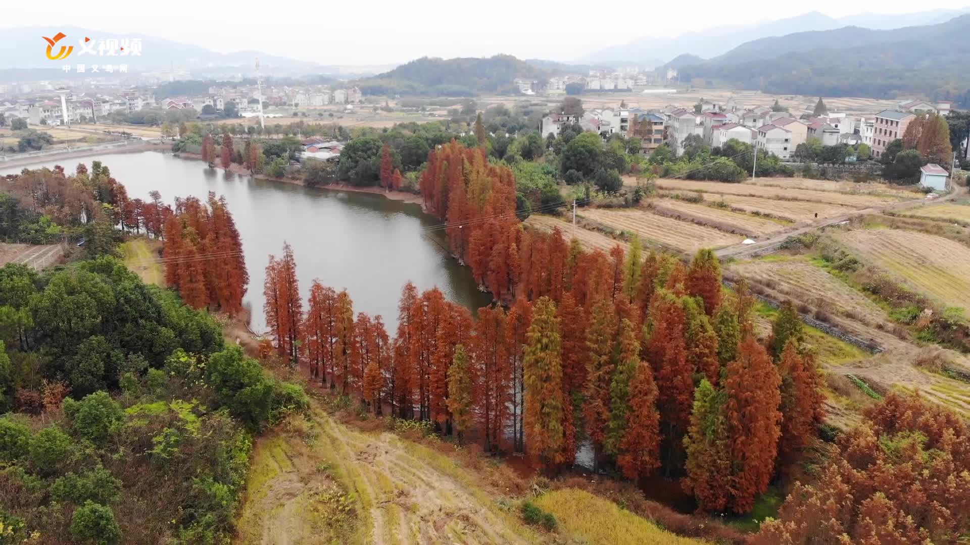 義烏市赤岸又發現一片杉樹林