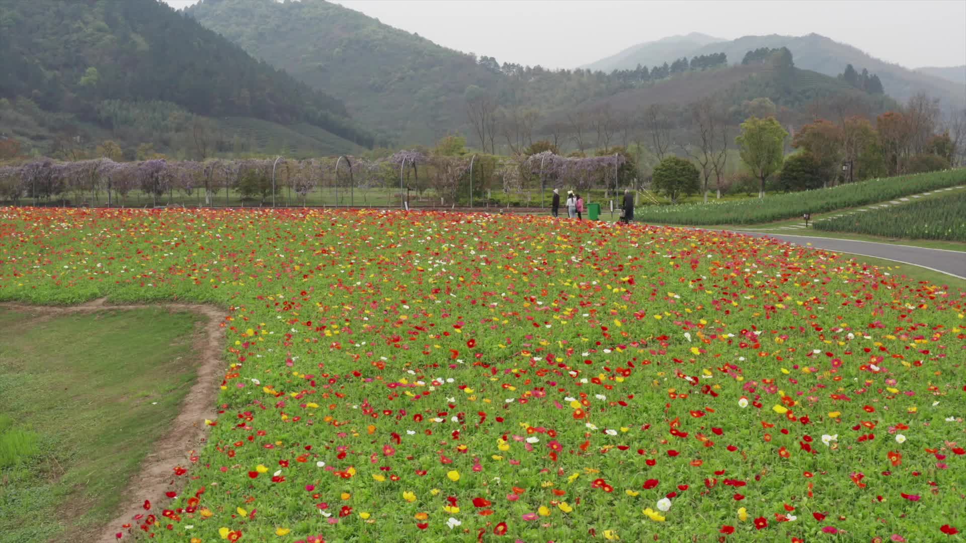 杭州徑山花海